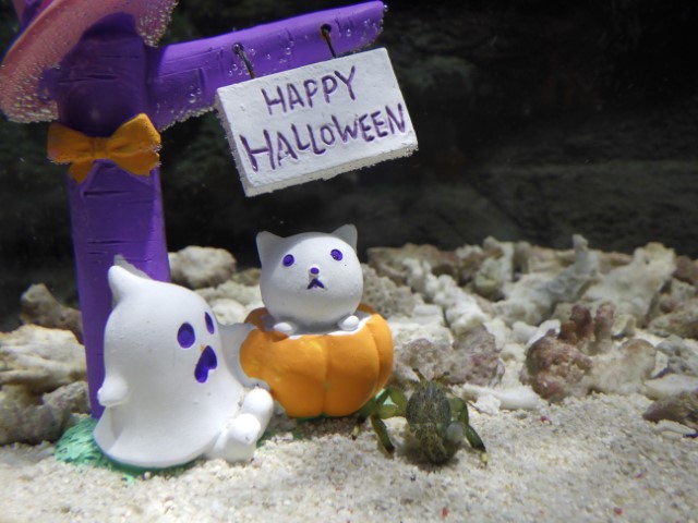 エビとカニの水族館 ハロウィン仕様
