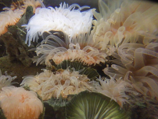 イソギンチャク