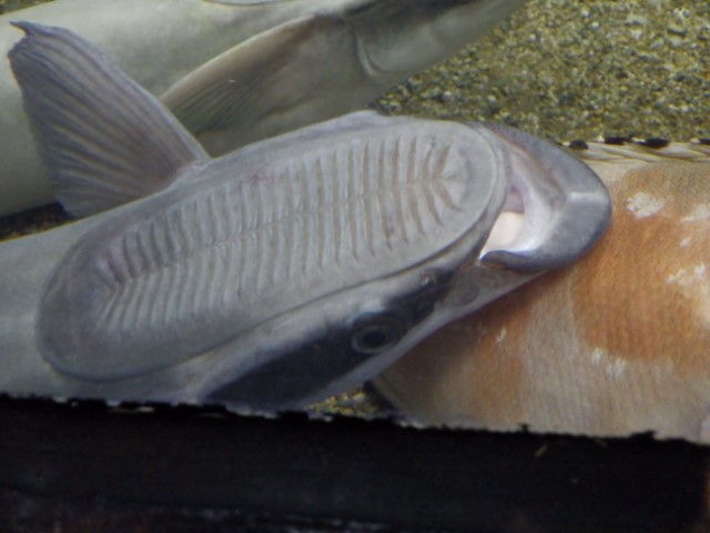 コバンザメの吸盤